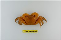 藏品(中型東方蟹)的圖片